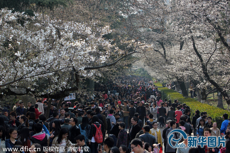 武汉大学樱花售票首日 游人如织赏美景