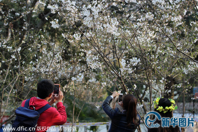 武汉大学樱花售票首日 游人如织赏美景