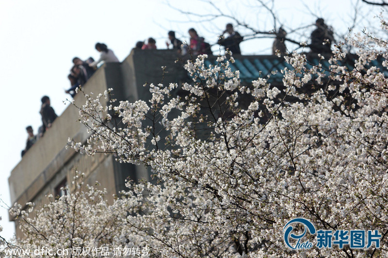 武汉大学樱花售票首日 游人如织赏美景